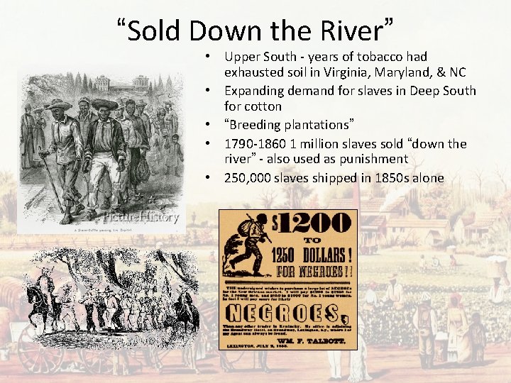 “Sold Down the River” • Upper South - years of tobacco had exhausted soil