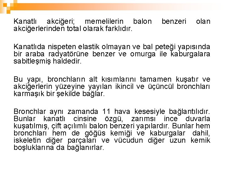 Kanatlı akciğeri; memelilerin balon akciğerlerinden total olarak farklıdır. benzeri olan Kanatlıda nispeten elastik olmayan