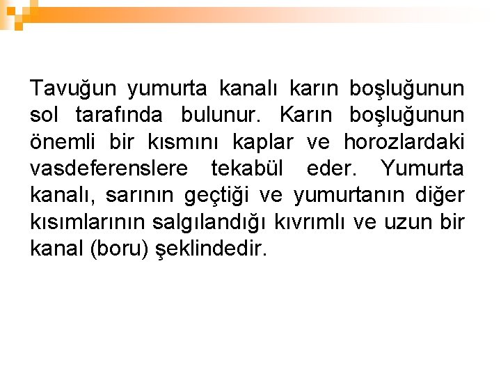 Tavuğun yumurta kanalı karın boşluğunun sol tarafında bulunur. Karın boşluğunun önemli bir kısmını kaplar