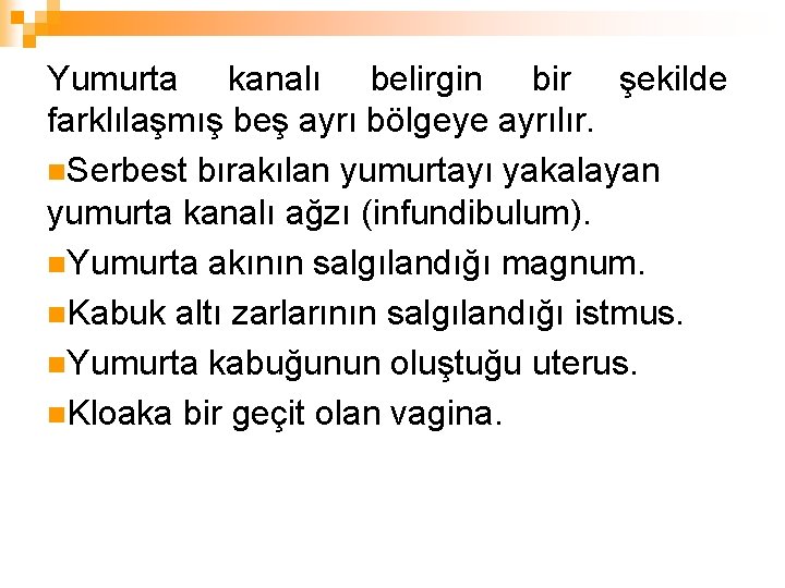 Yumurta kanalı belirgin bir şekilde farklılaşmış beş ayrı bölgeye ayrılır. n. Serbest bırakılan yumurtayı