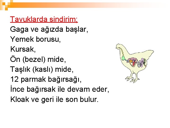 Tavuklarda sindirim; Gaga ve ağızda başlar, Yemek borusu, Kursak, Ön (bezel) mide, Taşlık (kaslı)