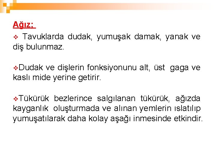 Ağız; v Tavuklarda dudak, yumuşak damak, yanak ve diş bulunmaz. v. Dudak ve dişlerin