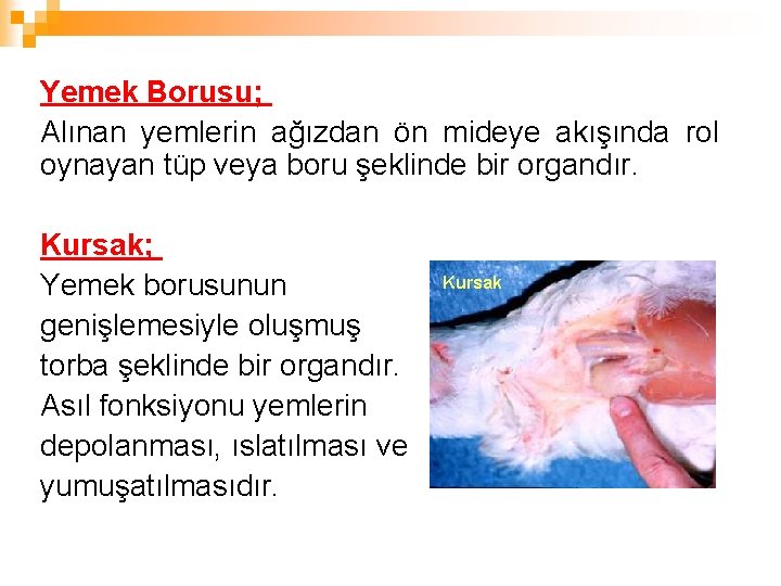 Yemek Borusu; Alınan yemlerin ağızdan ön mideye akışında rol oynayan tüp veya boru şeklinde