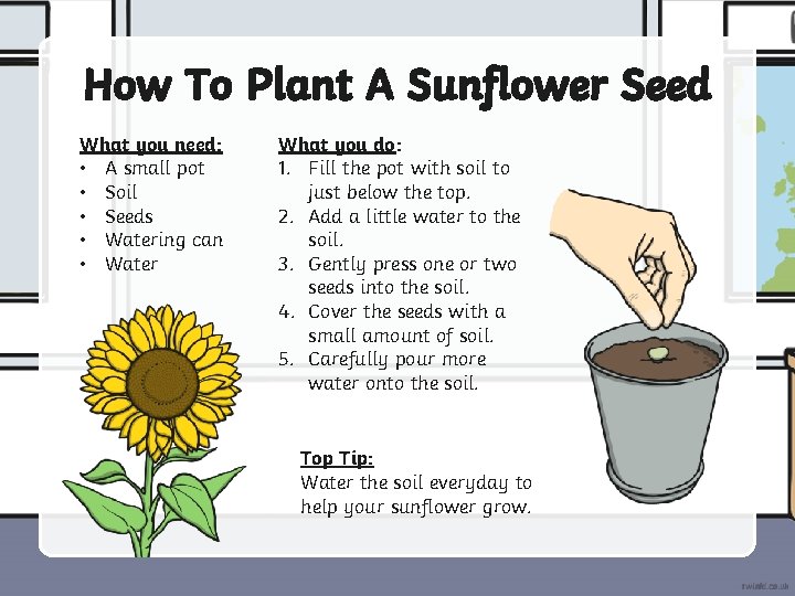 How To Plant A Sunflower Seed What you need: • A small pot •