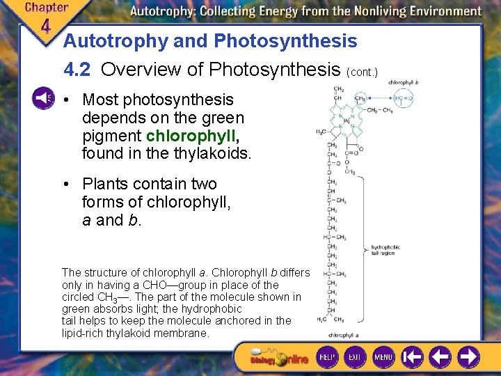 Autotrophy and Photosynthesis 4. 2 Overview of Photosynthesis (cont. ) • Most photosynthesis depends Autotrophy and Photosynthesis 4. 2 Overview of Photosynthesis (cont. ) • Most photosynthesis depends
