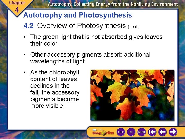 Autotrophy and Photosynthesis 4. 2 Overview of Photosynthesis (cont. ) • The green light Autotrophy and Photosynthesis 4. 2 Overview of Photosynthesis (cont. ) • The green light