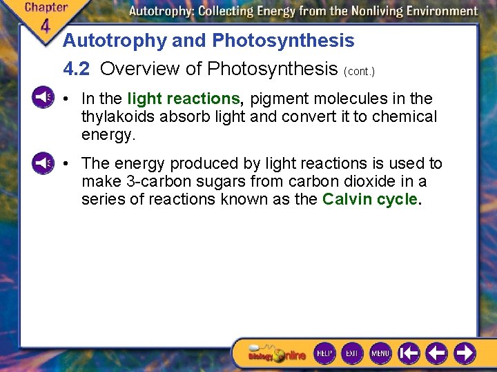 Autotrophy and Photosynthesis 4. 2 Overview of Photosynthesis (cont. ) • In the light Autotrophy and Photosynthesis 4. 2 Overview of Photosynthesis (cont. ) • In the light
