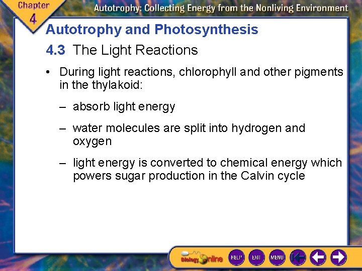 Autotrophy and Photosynthesis 4. 3 The Light Reactions • During light reactions, chlorophyll and Autotrophy and Photosynthesis 4. 3 The Light Reactions • During light reactions, chlorophyll and