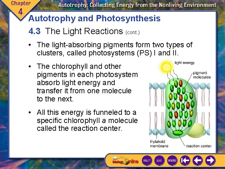 Autotrophy and Photosynthesis 4. 3 The Light Reactions (cont. ) • The light-absorbing pigments Autotrophy and Photosynthesis 4. 3 The Light Reactions (cont. ) • The light-absorbing pigments