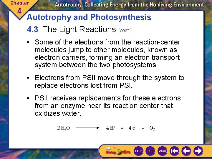 Autotrophy and Photosynthesis 4. 3 The Light Reactions (cont. ) • Some of the Autotrophy and Photosynthesis 4. 3 The Light Reactions (cont. ) • Some of the