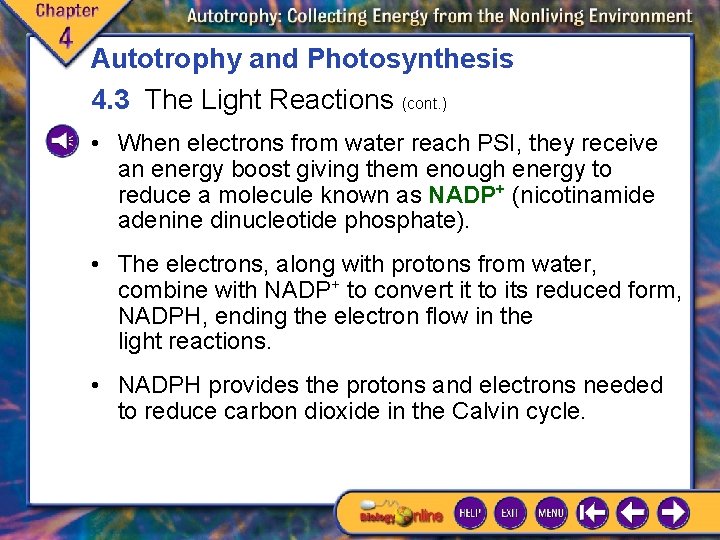 Autotrophy and Photosynthesis 4. 3 The Light Reactions (cont. ) • When electrons from Autotrophy and Photosynthesis 4. 3 The Light Reactions (cont. ) • When electrons from