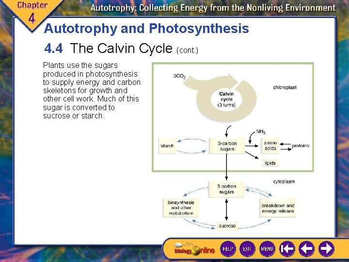 Autotrophy and Photosynthesis 4. 4 The Calvin Cycle (cont. ) Plants use the sugars Autotrophy and Photosynthesis 4. 4 The Calvin Cycle (cont. ) Plants use the sugars