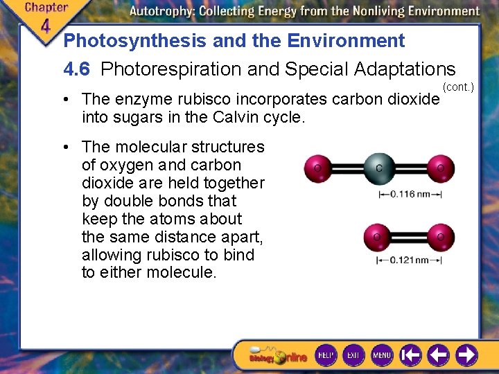 Photosynthesis and the Environment 4. 6 Photorespiration and Special Adaptations • The enzyme rubisco Photosynthesis and the Environment 4. 6 Photorespiration and Special Adaptations • The enzyme rubisco