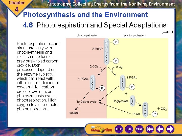Photosynthesis and the Environment 4. 6 Photorespiration and Special Adaptations (cont. ) Photorespiration occurs Photosynthesis and the Environment 4. 6 Photorespiration and Special Adaptations (cont. ) Photorespiration occurs