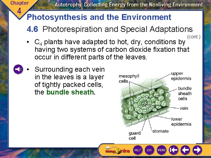 Photosynthesis and the Environment 4. 6 Photorespiration and Special Adaptations (cont. ) • C Photosynthesis and the Environment 4. 6 Photorespiration and Special Adaptations (cont. ) • C