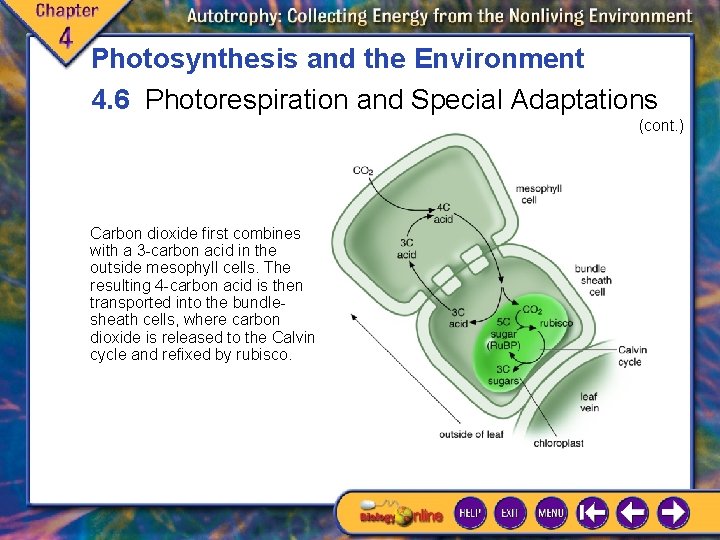 Photosynthesis and the Environment 4. 6 Photorespiration and Special Adaptations (cont. ) Carbon dioxide Photosynthesis and the Environment 4. 6 Photorespiration and Special Adaptations (cont. ) Carbon dioxide