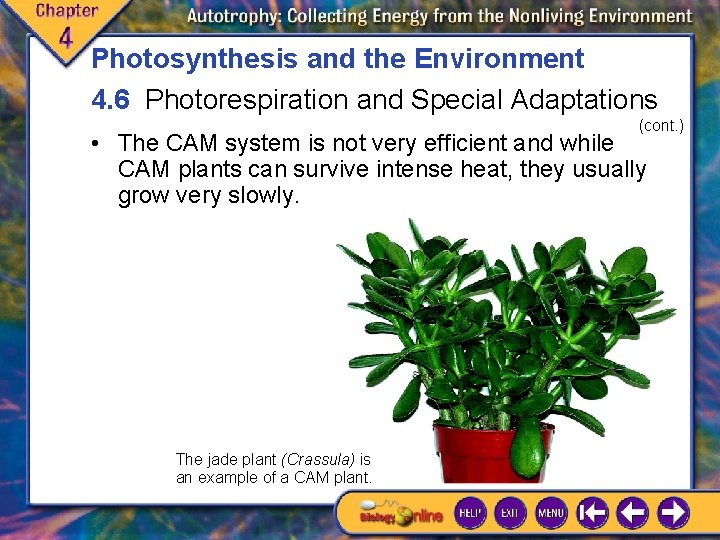 Photosynthesis and the Environment 4. 6 Photorespiration and Special Adaptations (cont. ) • The Photosynthesis and the Environment 4. 6 Photorespiration and Special Adaptations (cont. ) • The