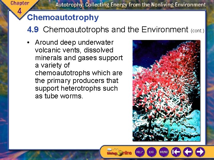 Chemoautotrophy 4. 9 Chemoautotrophs and the Environment (cont. ) • Around deep underwater volcanic Chemoautotrophy 4. 9 Chemoautotrophs and the Environment (cont. ) • Around deep underwater volcanic