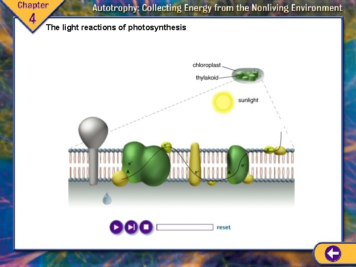 The light reactions of photosynthesis The light reactions of photosynthesis