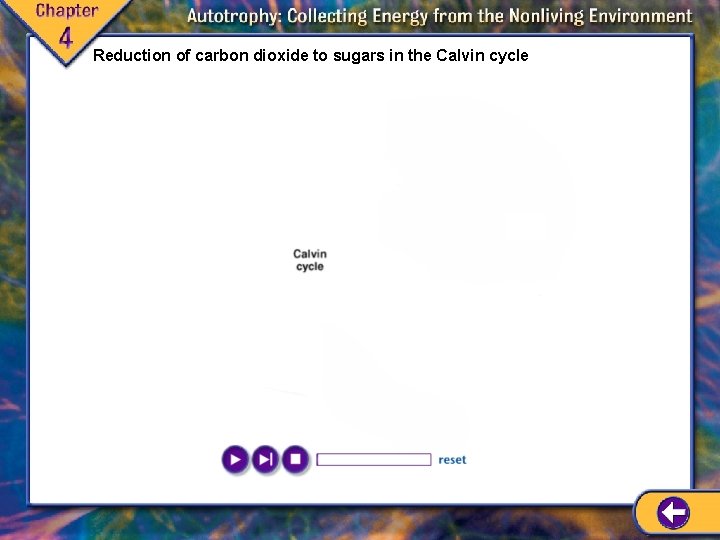 Reduction of carbon dioxide to sugars in the Calvin cycle Reduction of carbon dioxide to sugars in the Calvin cycle