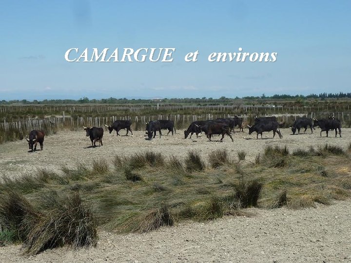  CAMARGUE et environs 