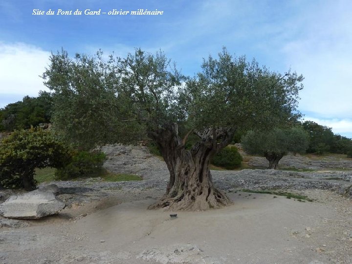 Site du Pont du Gard – olivier millénaire 