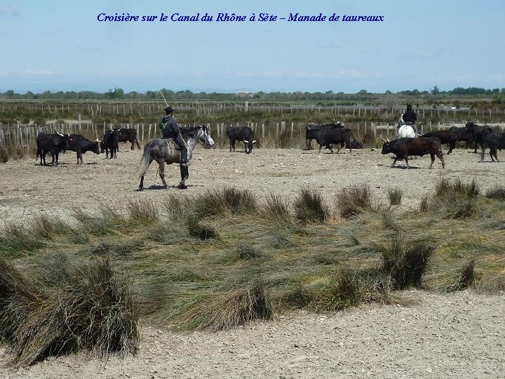 Croisière sur le Canal du Rhône à Sète – Manade de taureaux 