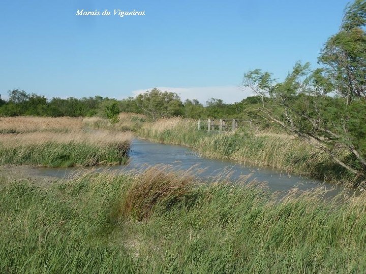 Marais du Vigueirat 