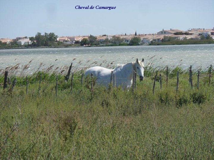 Cheval de Camargue 