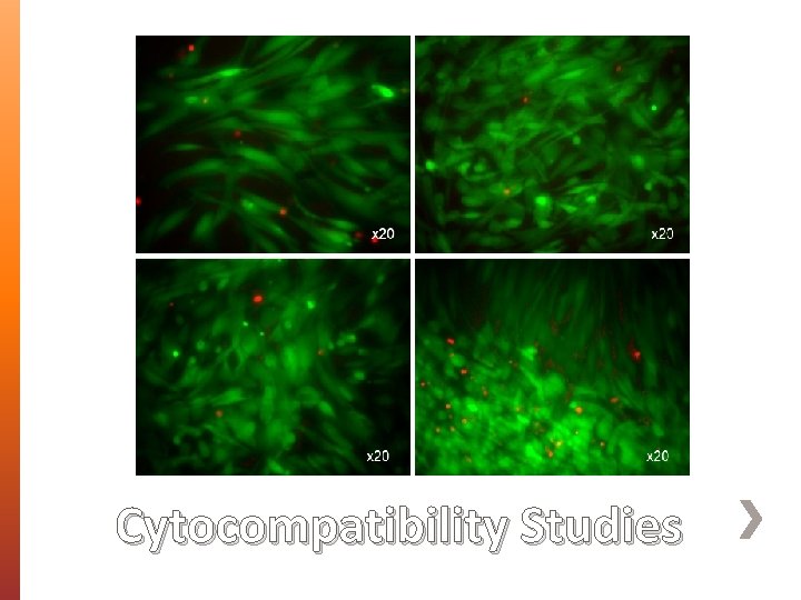 Cytocompatibility Studies 