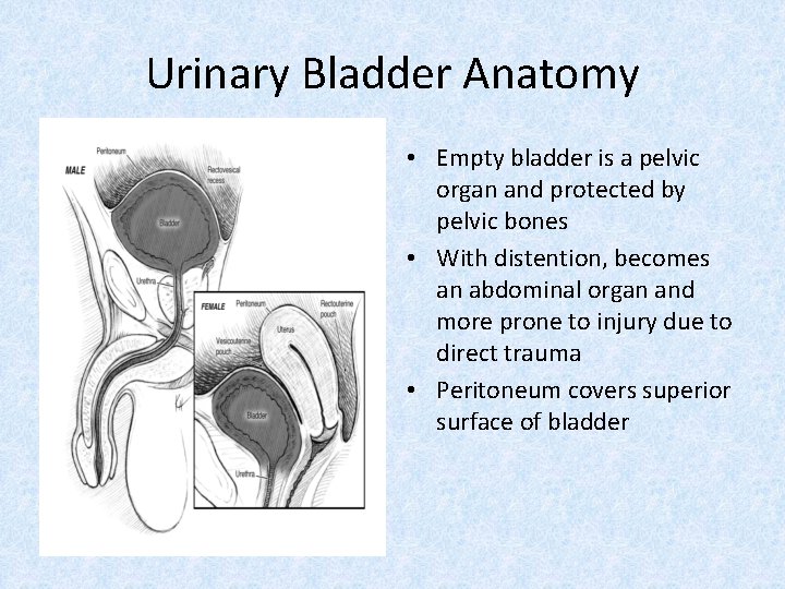 Urinary Bladder Anatomy • Empty bladder is a pelvic organ and protected by pelvic