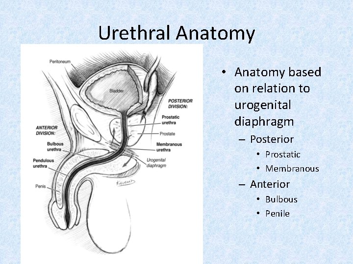 Urethral Anatomy • Anatomy based on relation to urogenital diaphragm – Posterior • Prostatic