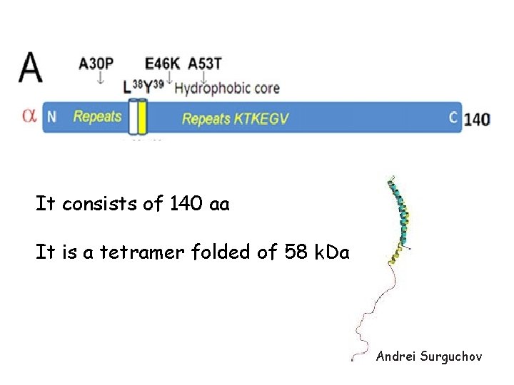 It consists of 140 aa It is a tetramer folded of 58 k. Da