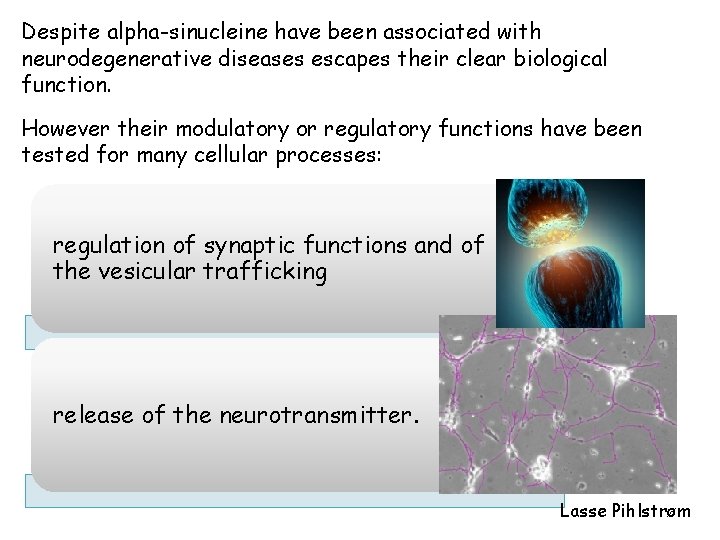 Despite alpha-sinucleine have been associated with neurodegenerative diseases escapes their clear biological function. However