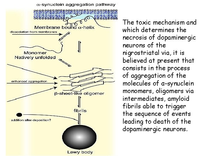 The toxic mechanism and which determines the necrosis of dopaminergic neurons of the nigrostriatal