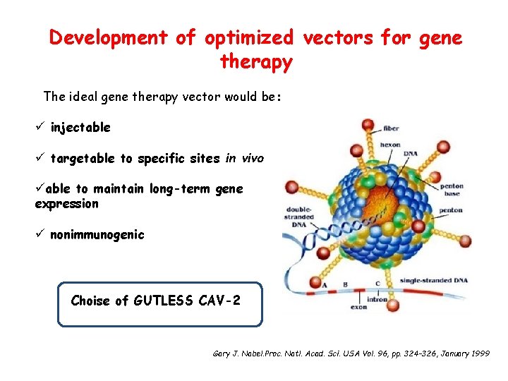 Development of optimized vectors for gene therapy The ideal gene therapy vector would be: