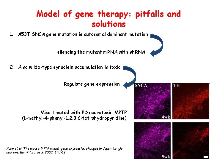 Model of gene therapy: pitfalls and solutions 1. A 53 T SNCA gene mutation