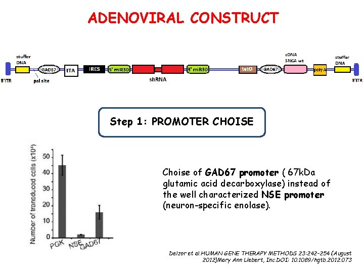 ADENOVIRAL CONSTRUCT Step 1: PROMOTER CHOISE Choise of GAD 67 promoter ( 67 k.