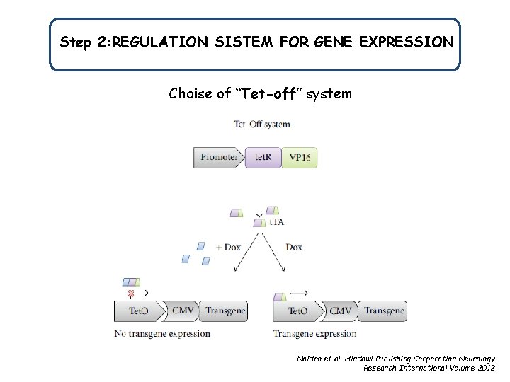 Step 2: REGULATION SISTEM FOR GENE EXPRESSION Choise of “Tet-off” system Naidoo et al.