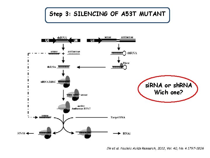 Step 3: SILENCING OF A 53 T MUTANT si. RNA or sh. RNA Wich