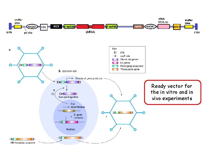 Ready vector for the in vitro and in vivo experiments 