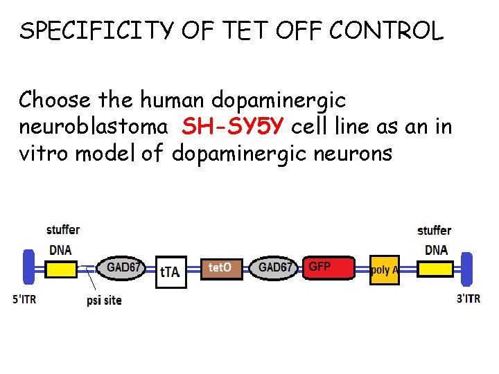 SPECIFICITY OF TET OFF CONTROL Choose the human dopaminergic neuroblastoma SH-SY 5 Y cell