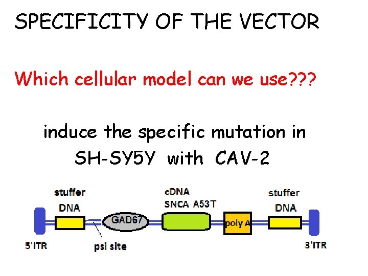 SPECIFICITY OF THE VECTOR Which cellular model can we use? ? ? induce the