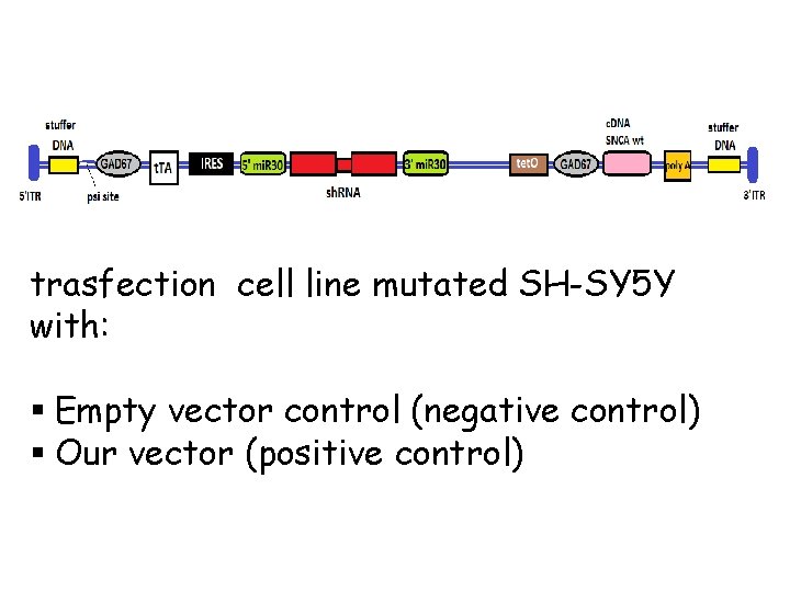 trasfection cell line mutated SH-SY 5 Y with: § Empty vector control (negative control)