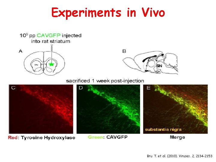 Experiments in Vivo Bru T. et al. (2010). Viruses. 2, 2134 -2153 