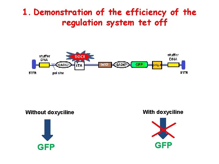 1. Demonstration of the efficiency of the regulation system tet off DOCX Without doxyciline