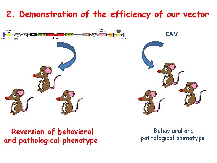 2. Demonstration of the efficiency of our vector CAV Reversion of behavioral and pathological