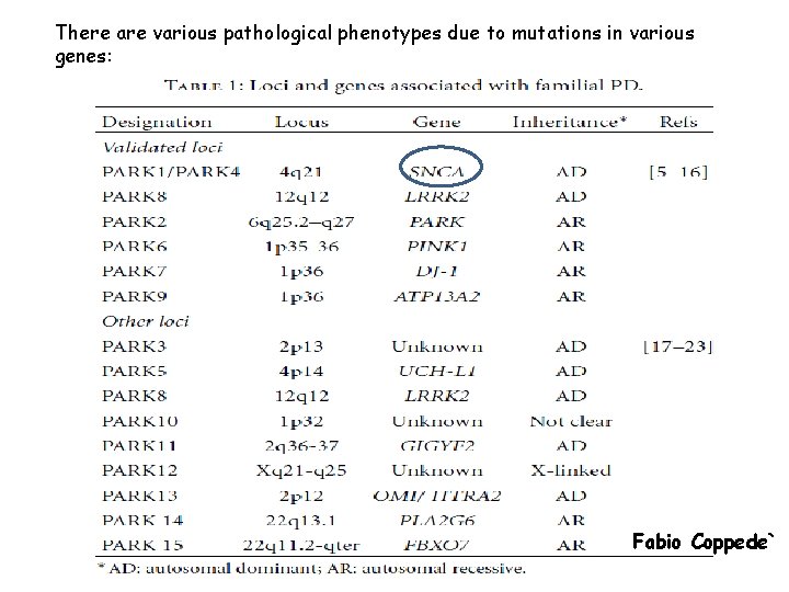 There are various pathological phenotypes due to mutations in various genes: Fabio Coppede` 