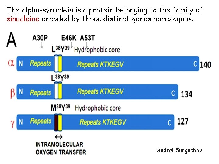 The alpha-synuclein is a protein belonging to the family of sinucleine encoded by three