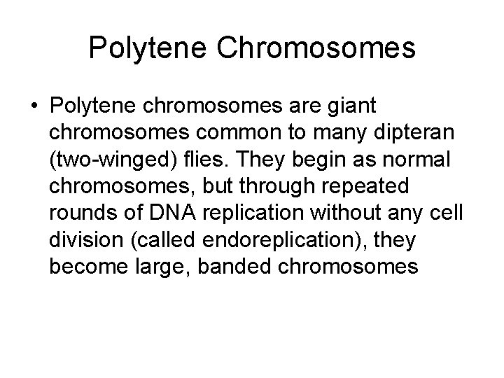 Polytene Chromosomes • Polytene chromosomes are giant chromosomes common to many dipteran (two-winged) flies.
